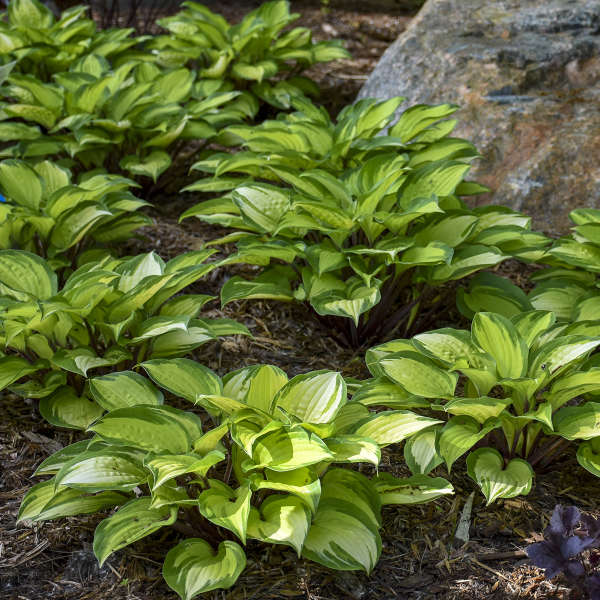 Island Breeze Hosta - Plantain Lily Shade Plant - 1 Gallon Pot