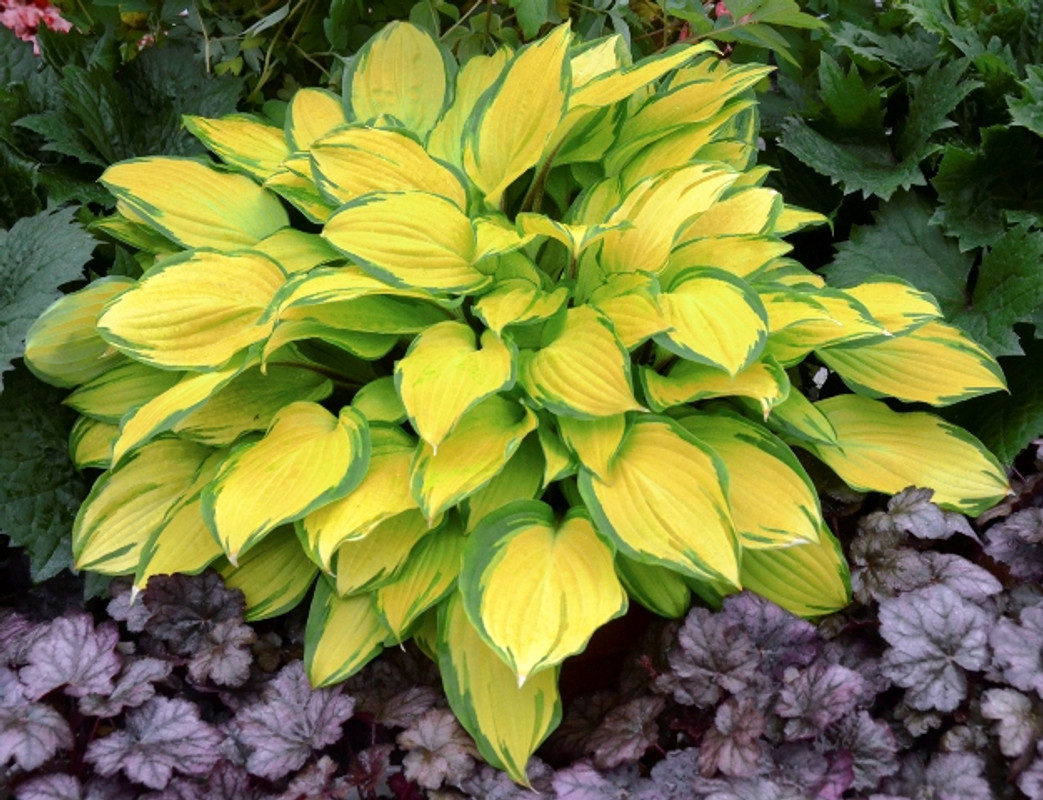 Island Breeze Hosta - Plantain Lily Shade Plant - 1 Gallon Pot