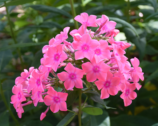 Light Pink Garden Phlox from the Flame® Collection - Phlox Paniculata Flowering Plant - 1 gallon pot
