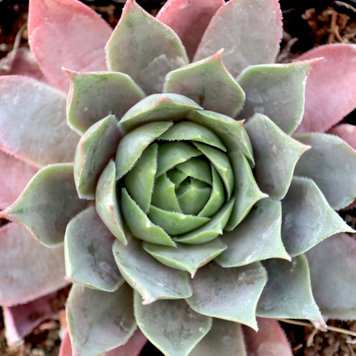 Lilac Time Succulent - Hens & Chicks Houseleek Sempervivum Plant - 4 inch pot