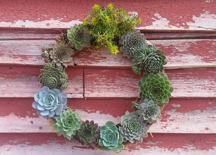 Round wreath made of cold hardy succulents on a round burlap frame. Makes a wonderful door wreath or table centerpiece.