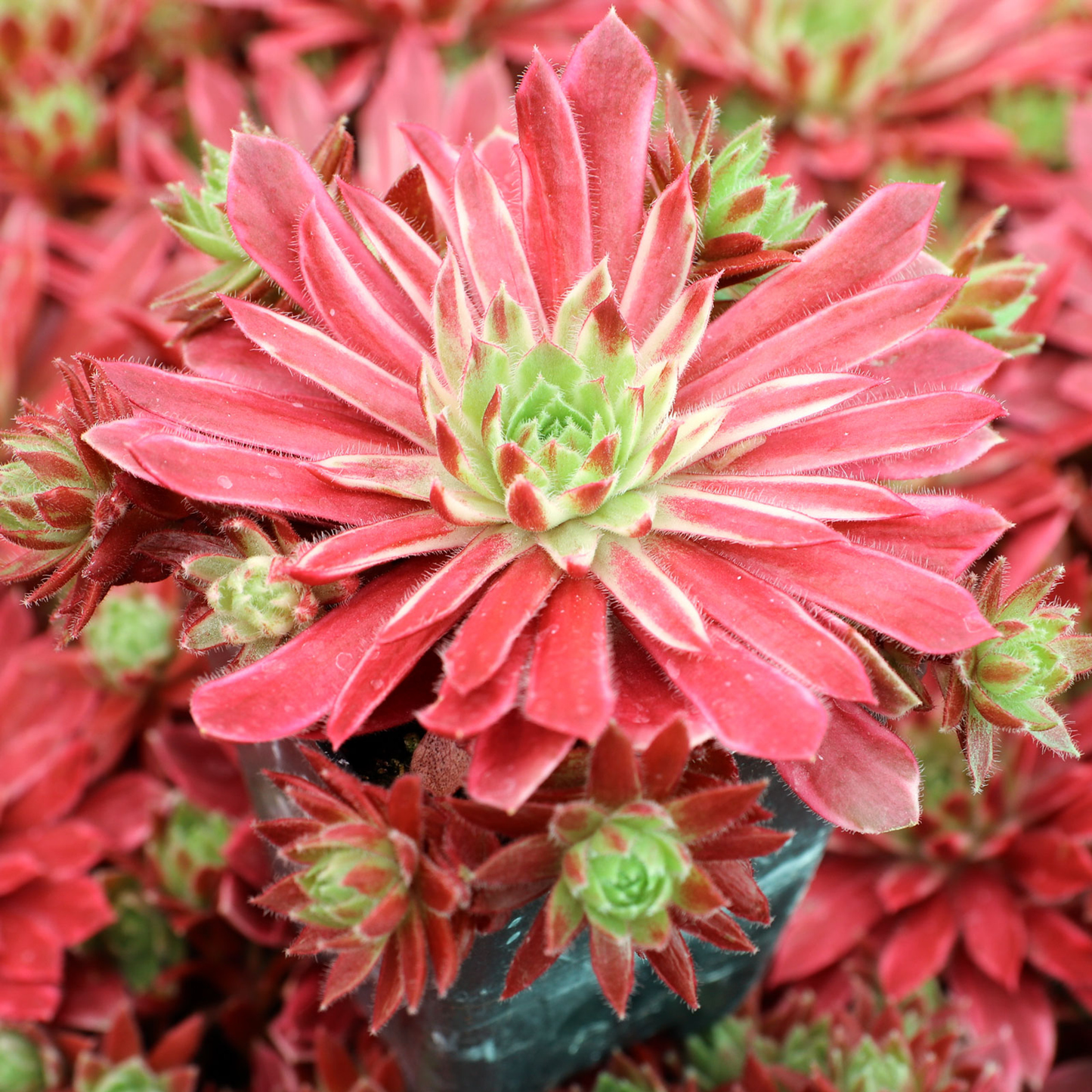Lotus Blossom Succulent Hen and Chicks Sempervivum Plant by Chick Charms® - 4 inch pot