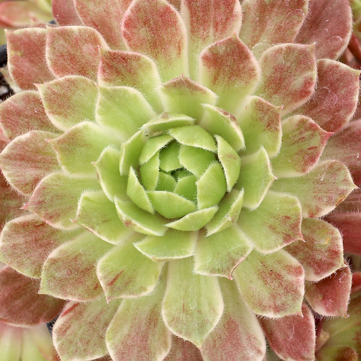 Lotus Blossom Succulent Hen and Chicks Sempervivum Plant by Chick Charms® - 4 inch pot