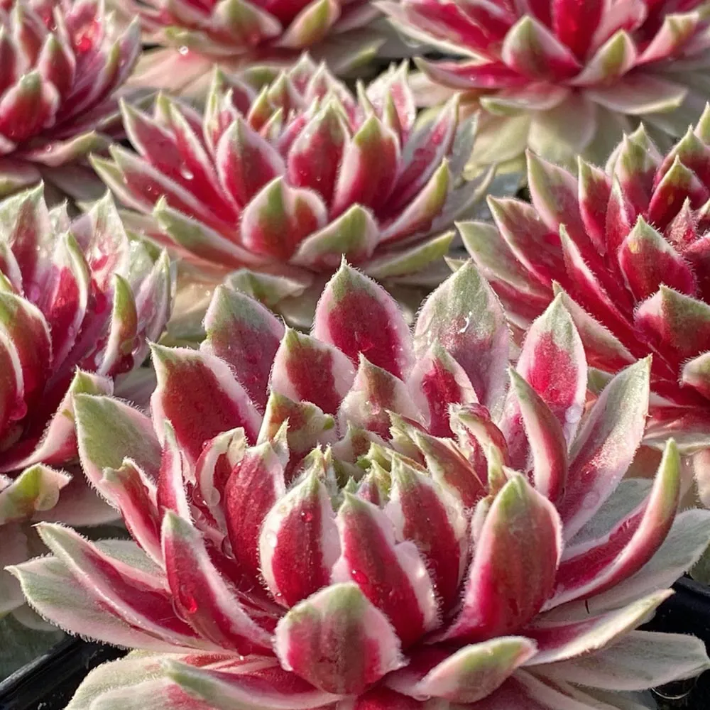 Lotus Blossom Succulent Hen and Chicks Sempervivum Plant by Chick Charms® - 4 inch pot