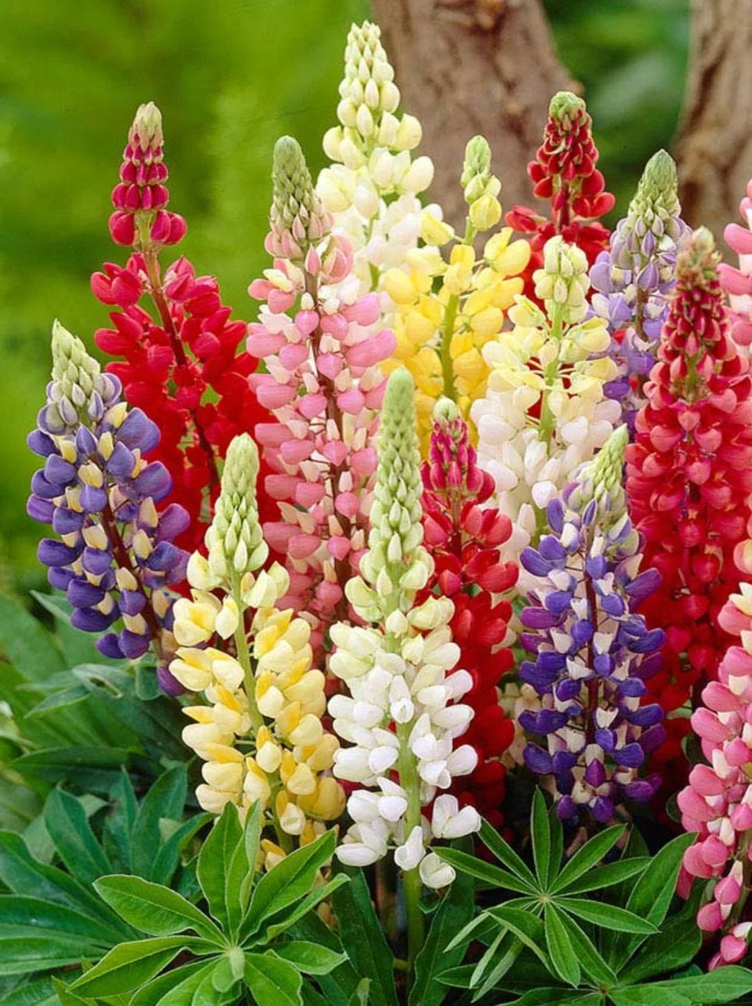 The mixed Lupines in colors of blue, red, pink, yellow and white against an emerald green foliage, as seen here, are one of the most popular plants in the Pacific Northwest. Blooming in early summer and popular with pollinators, these plants will bring color and activity to your garden.