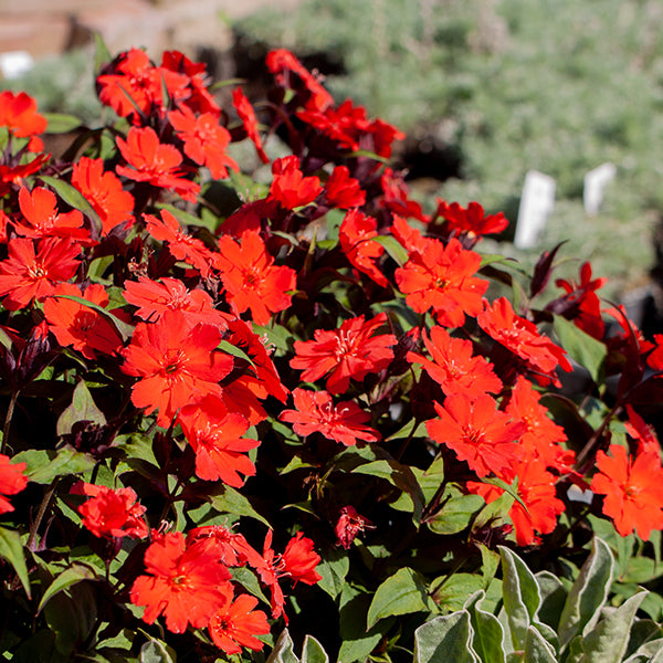Lipstick Lychnis Flowering Plant - 1 quart pot