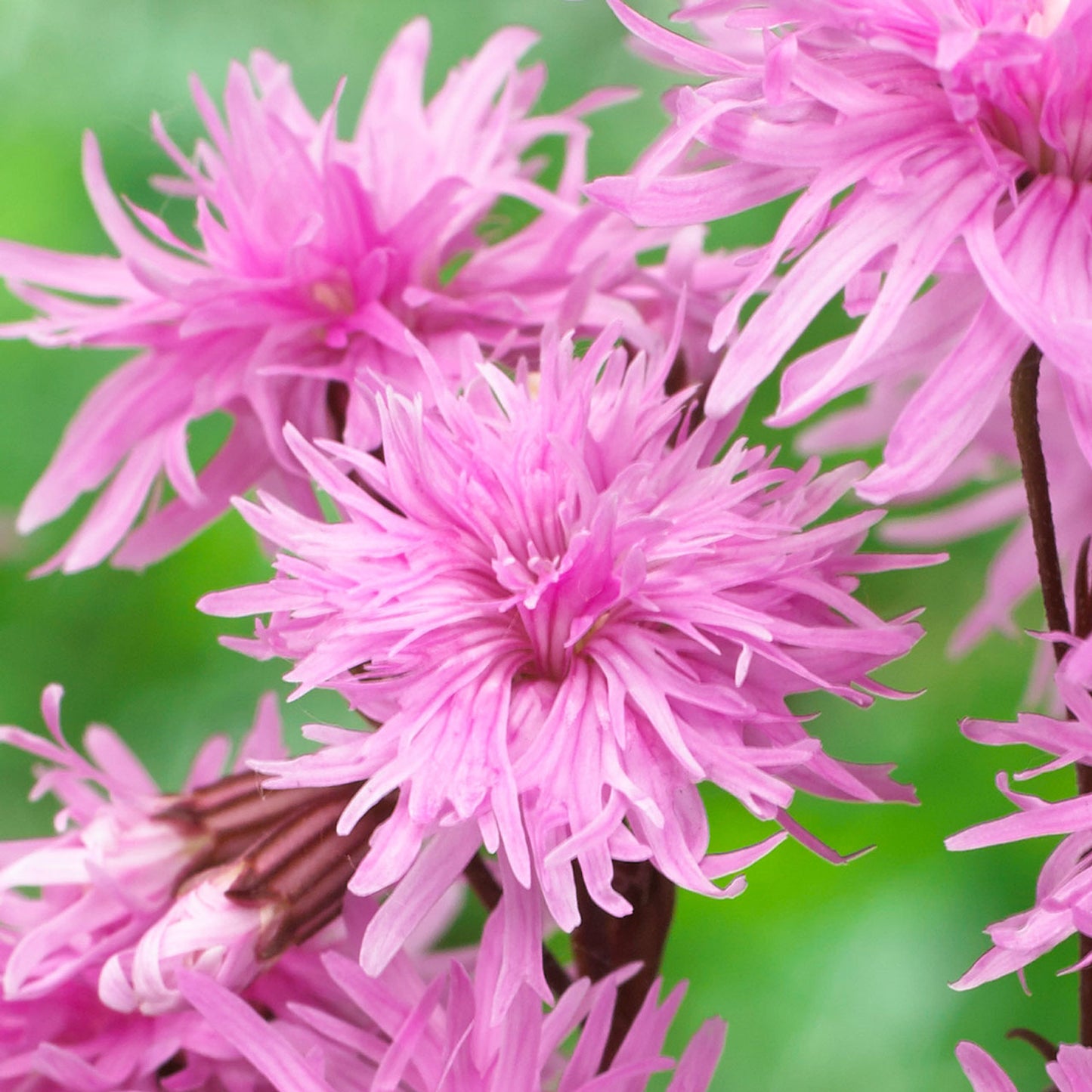 Petite Jenny Plant - Ragged Robin Plant - Lychnis Flos-Cuculi- 1 quart pot