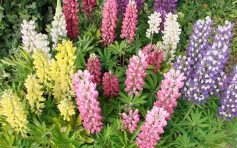 Another close-up of the amazing variety of colors of Perennial Lupine. These are fantastic in the garden and in floral arrangements. They work well in gardens in zones 3 to 8.