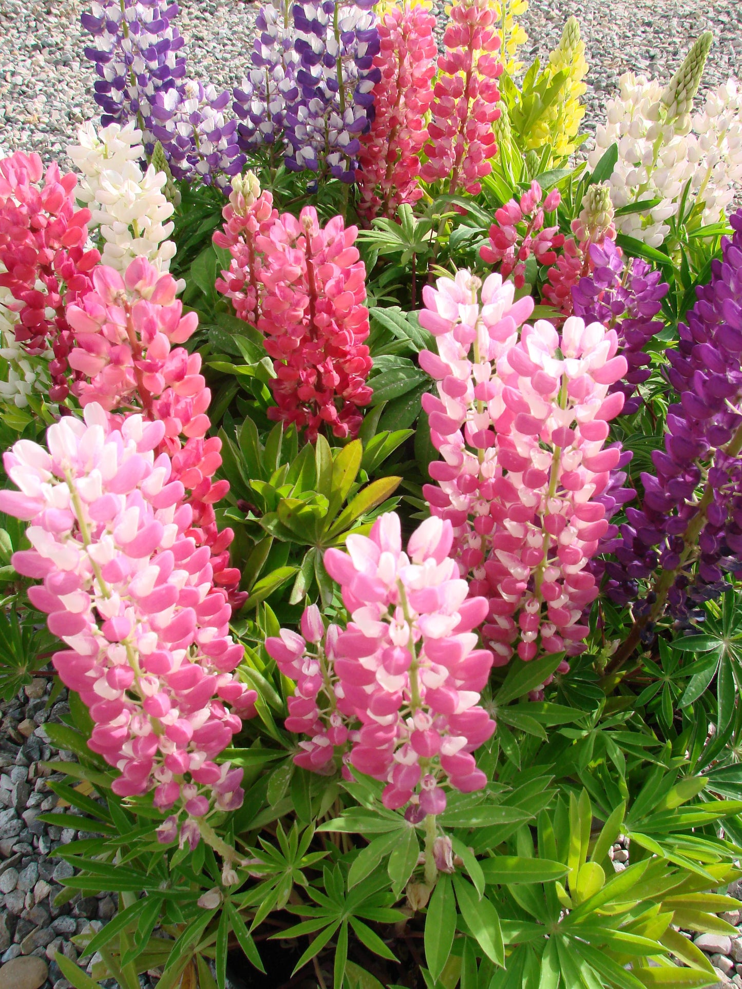A slightly arial view of the beautiful mixed colors of the Deer Resistant Plant, Mixed Lupine. These plants grow in partial to full sun.