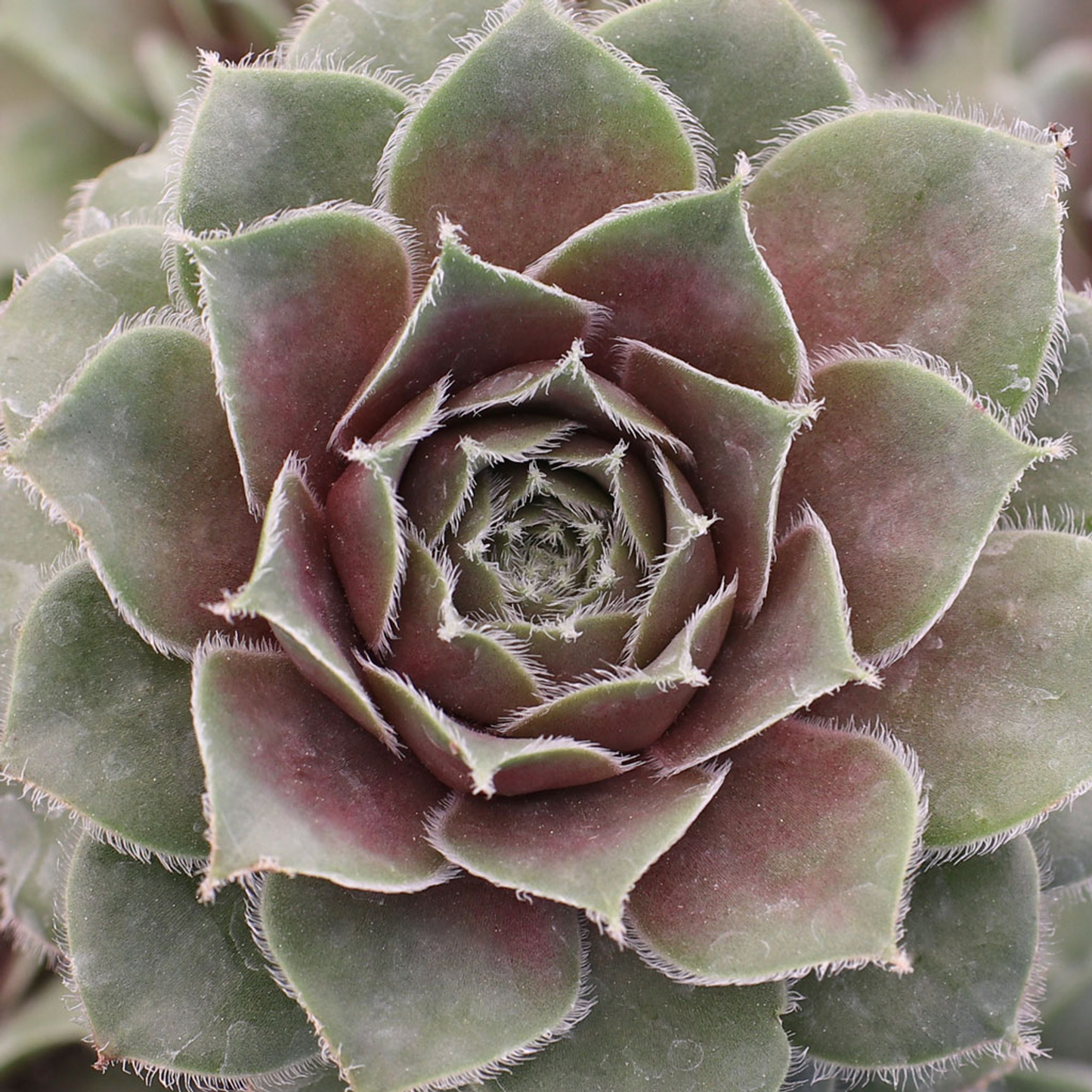 Moss Rose Succulent - Hens and Chicks Sempervivum Cold-Hardy Sempervivum Plant - 4 inch pot