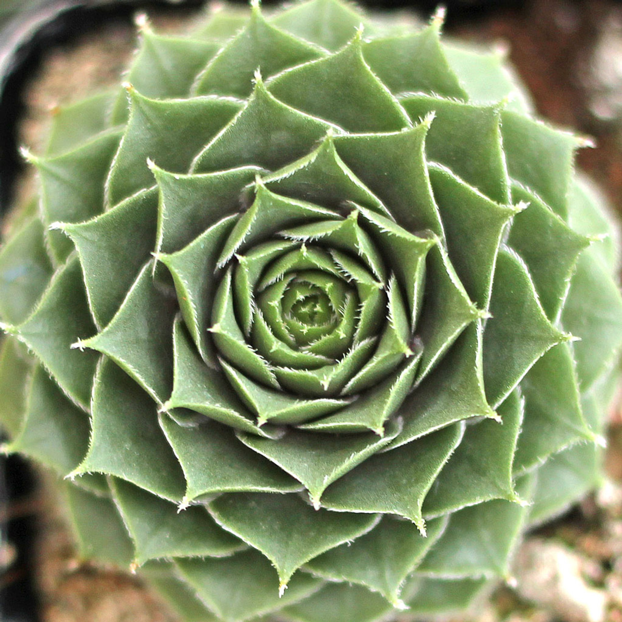 Moss Rose Succulent - Hens and Chicks Sempervivum Cold-Hardy Sempervivum Plant - 4 inch pot