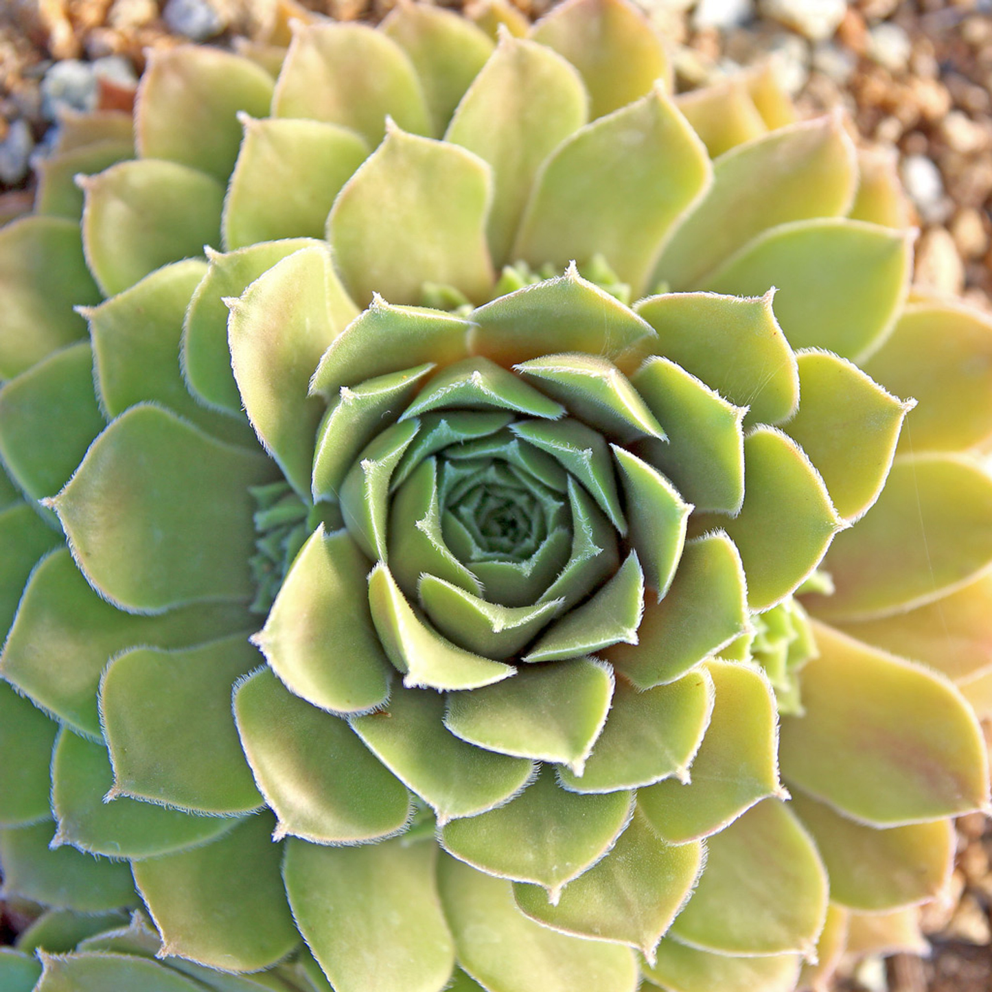 Moss Rose Succulent - Hens and Chicks Sempervivum Cold-Hardy Sempervivum Plant - 4 inch pot