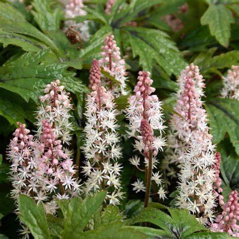 Pink Skyrocket Foamflower Tiarella Plant - 1 quart pot