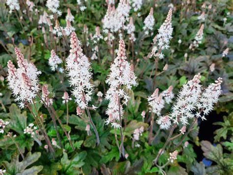 Pink Skyrocket Foamflower Tiarella Plant - 1 quart pot