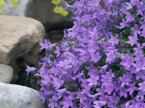 Blue Waterfall Bellflower Campanula Plant - 4 inch pot