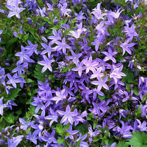 Blue Waterfall Bellflower Campanula Plant - 4 inch pot