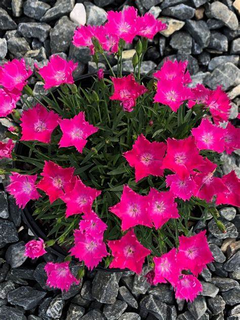 Kahori Dianthus Plant - aka Carnation or Sweet William Plant - 4 inch pot