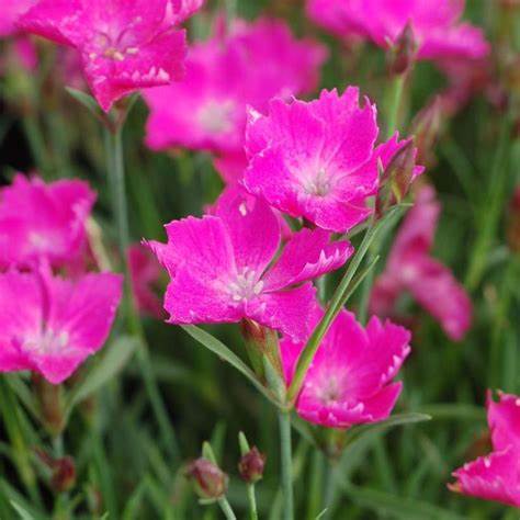 Kahori Dianthus Plant - aka Carnation or Sweet William Plant - 4 inch pot