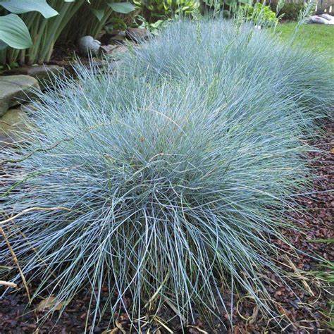 Elijah Blue Festuca - Blue Fescue Ornamental Grass Plant - 1 quart pot