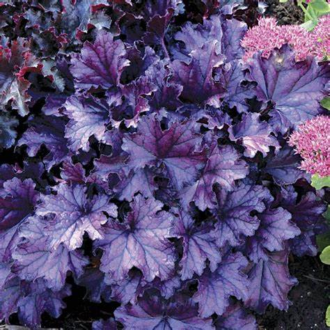 Forever Purple Coral Bells Heuchera Plant - 1 gallon pot