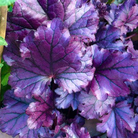 Forever Purple Coral Bells Heuchera Plant - 1 gallon pot