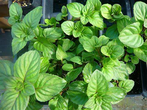 Orange Mint Herb Plant - 4 inch pot