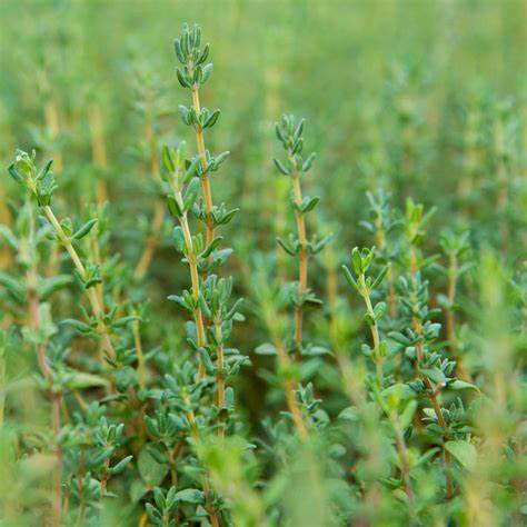 English Thyme Herb Plant - 4 inch pot