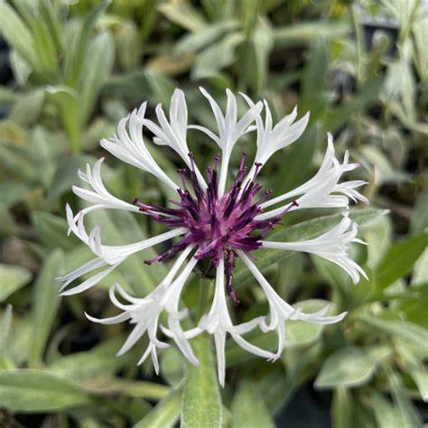 Amethyst in Snow Mountain Cornflower - Bachelor Button - Centaurea Montana Plant - 1 quart pot