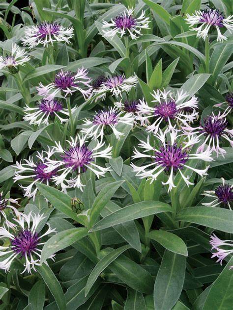 Amethyst in Snow Mountain Cornflower - Bachelor Button - Centaurea Montana Plant - 1 quart pot