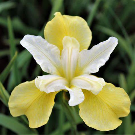 Siberian Iris 'Butter & Sugar', 1 Gallon Pot Live Plant