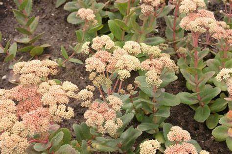 Bronco Succulent -Stonecrop Sedum Plant - 4 inch pot
