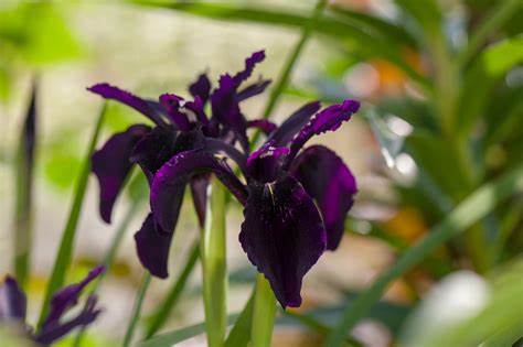 Black Form Siberian Iris Chrysographes Plant - 1 gallon pot