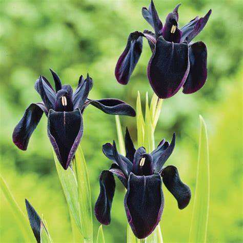 Black Form Siberian Iris Chrysographes Plant - 1 gallon pot