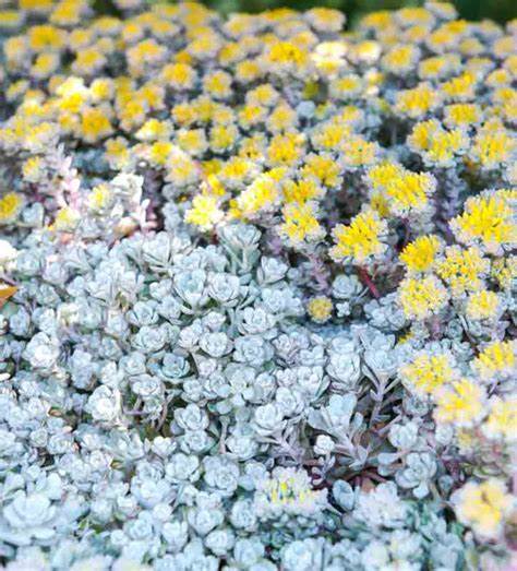 Cape Blanco Stonecrop Sedum Succulent Plant - 4 inch pot
