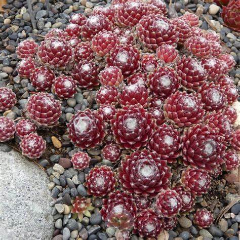 Mona Lisa Succulent - Hens and Chicks Sempervivum Plant - 4 inch pot