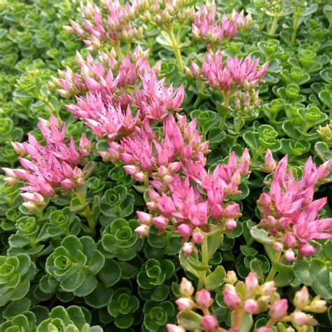 John Creech Succulent - Stonecrop Sedum Plant - 4 inch pot