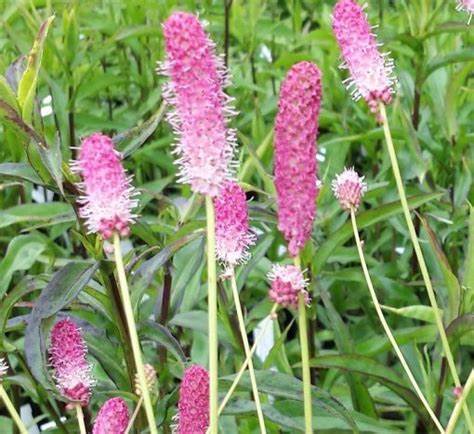 Pink Tanna Sanguisorba Plant - aka Great Burnet - 1 qt pot
