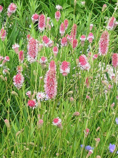 Pink Tanna Sanguisorba Plant - aka Great Burnet - 1 qt pot