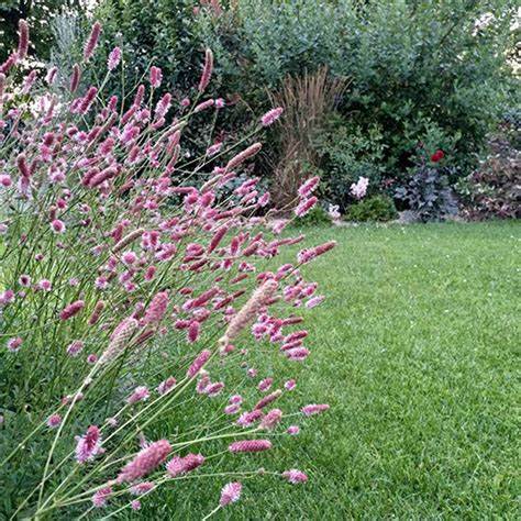 Pink Tanna Sanguisorba Plant - aka Great Burnet - 1 qt pot