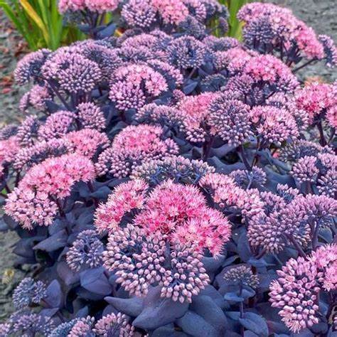 Sapphire Stonecrop Sedum Succulent Plant by Mojave Jewels™ - 1 gallon pot