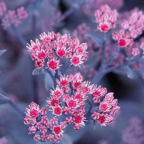 Sapphire Stonecrop Sedum Succulent Plant by Mojave Jewels™ - 1 gallon pot
