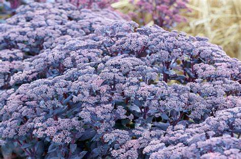 Sapphire Stonecrop Sedum Succulent Plant by Mojave Jewels™ - 1 gallon pot