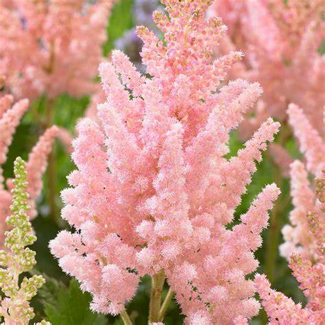 Vision Inferno Astilbe - Chinese Astilbe Chinensis Plant - 1 gallon pot