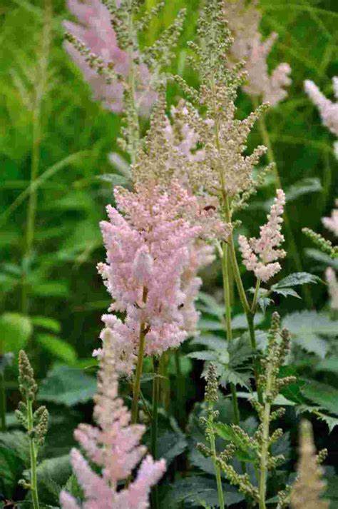 Vision Inferno Astilbe - Chinese Astilbe Chinensis Plant - 1 gallon pot