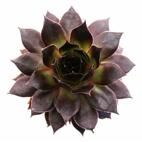 Sempervivum 'Black' Hens & Chicks, 4" Pot Live Plant