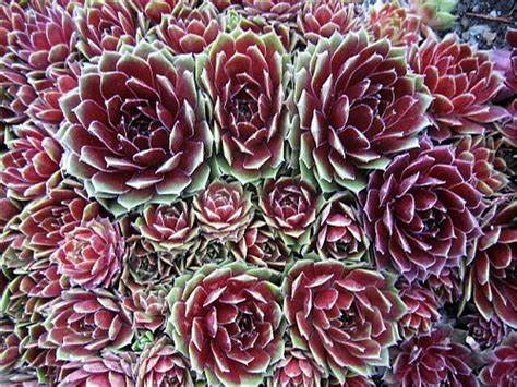 Commander Hay Succulent - Hens & Chick Houseleek Sempervivum Plant - 4 inch pot