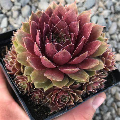 Red Rubin Succulent - Hens & Chicks Houseleek Sempervivum Plant - 4 inch pot