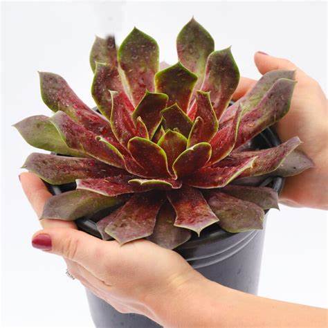 Emerald Explosion Giant Succulent - Hens & Chicks Sempervivum Houseleek Plant by Chick Charms® Giants Collection - 6 inch pot