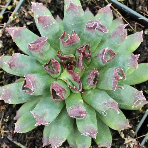 oddity succulent Oddity Succulent - Hens & Chicks Houseleek Sempervivum Plant