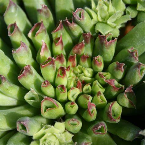 Oddity Succulent - Hens & Chicks Houseleek Sempervivum Plant - 4 inch pot